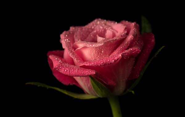 Красивая розовая роза в каплях росы на черном фоне крупным планом