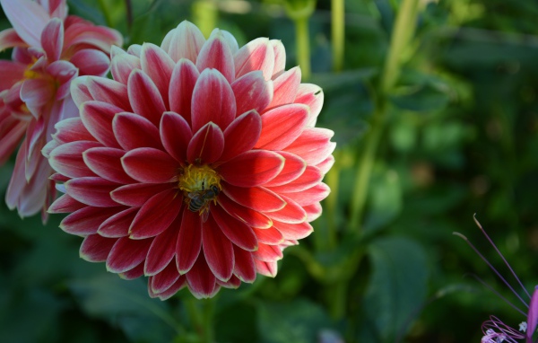 Красивая красная георгина с пчелой