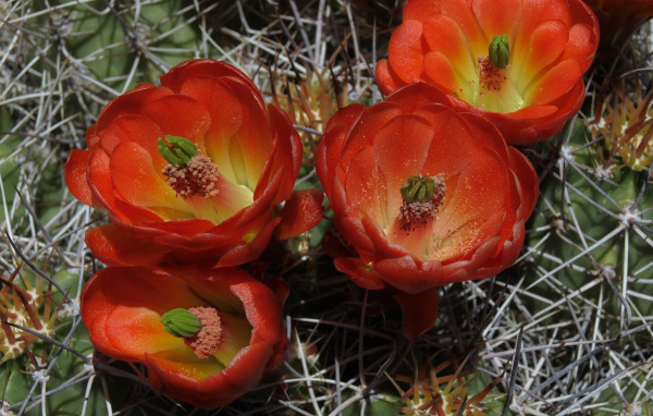 Красивые красные цветы колючего кактуса крупным планом