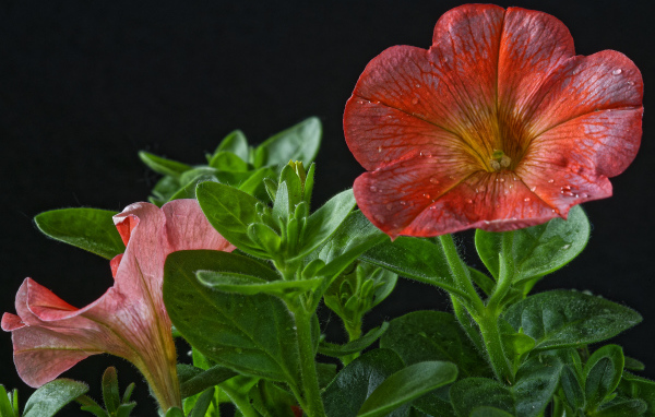 Красивая красная петуния с бутонами на черном фоне