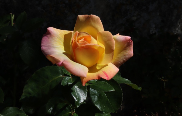 Красивая роза с зелеными листьями на клумбе крупным планом 