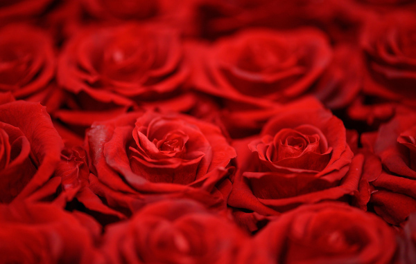 Красивые алые розы крупным планом