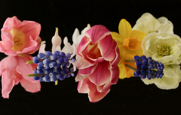 Красивые весенние цветы на черном фоне крупным планом