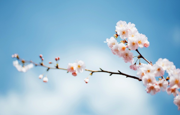 Красивые весенние розовые цветы на ветке дерева на фоне голубого неба