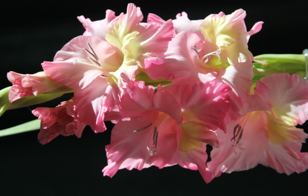 Красивые нежные розовые гладиолусы на черном фоне