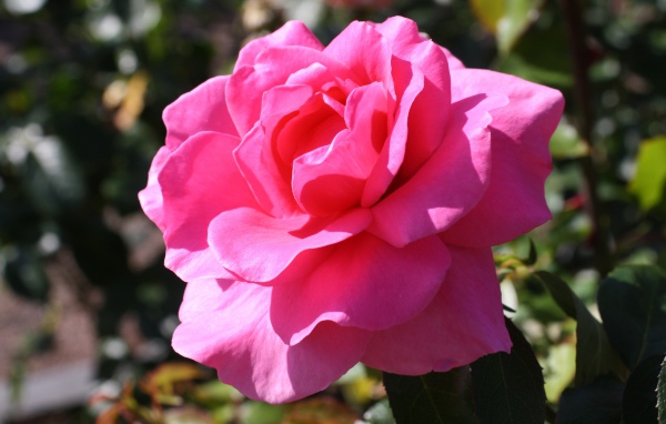 Красивая нежная розовая роза в лучах солнца на клумбе 