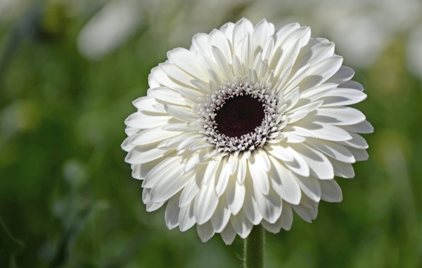 Красивый белый цветок герберы с черной серединой