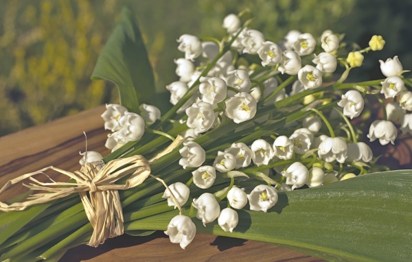 Красивые белые ландыши с зелеными листьями