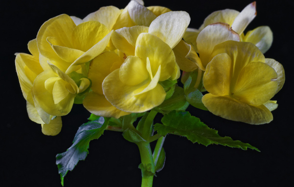 Красивый желтый комнатный цветок бегония на черном фоне