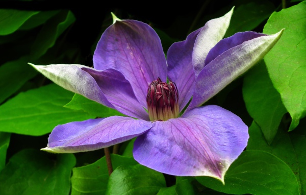 Большой красивый сиреневый цветок клематиса в зеленых листьях