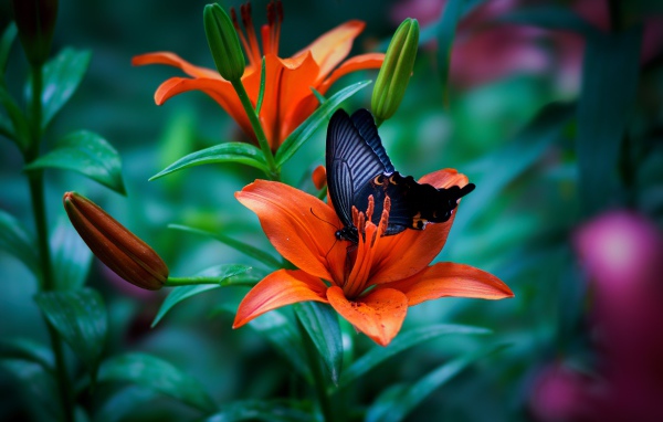 Черная бабочка сидит на оранжевой лилии 