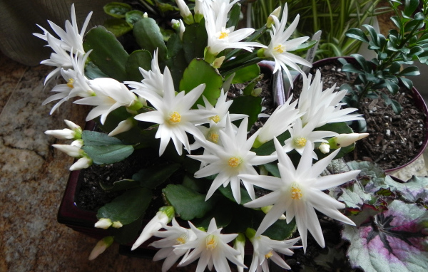 Цветущий белыми цветами комнатный цветок декабрист