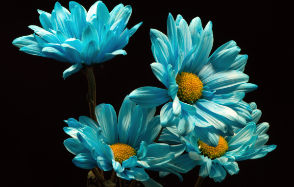 Синие хризантемы на черном фоне