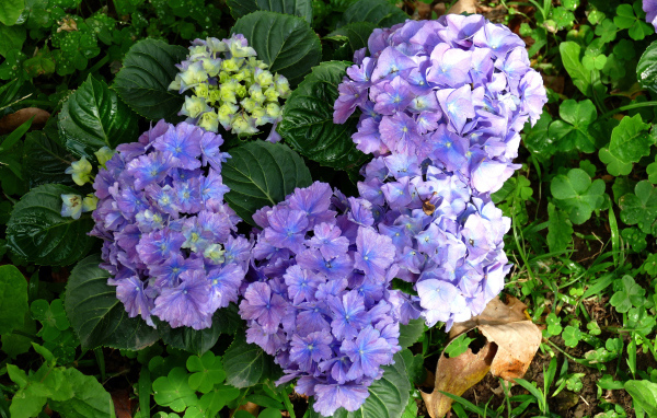 Голубые цветы гортензии с зелеными листьями