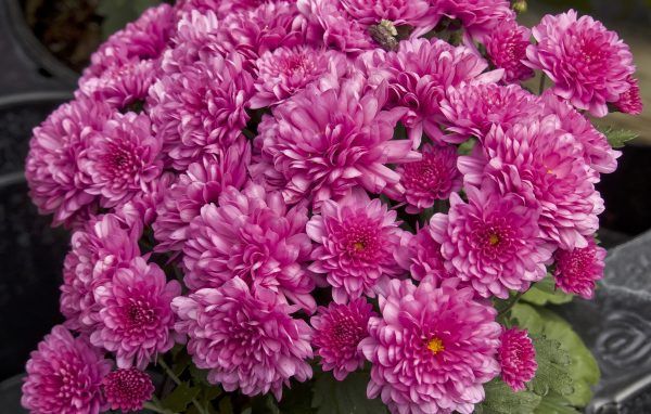 Букет красивых розовых хризантем крупным планом