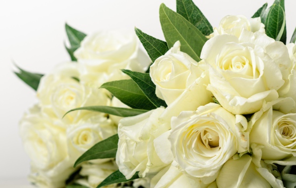 Букет красивых белых роз с зелеными листьями 