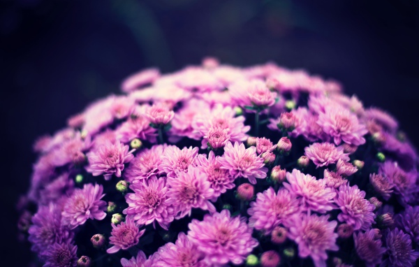 Букет нежных розовых хризантем крупным планом