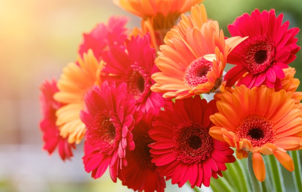 Букет разноцветной герберы крупным планом