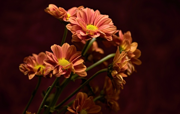 Букет оранжевых хризантем крупным планом