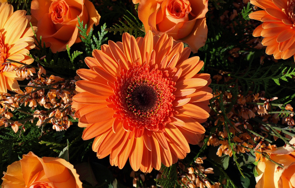 Букет оранжевых гербер с розами 