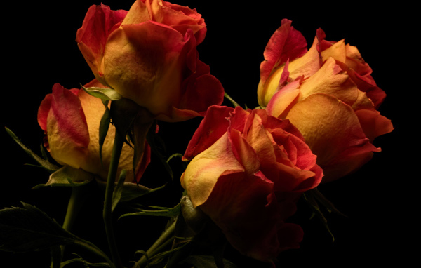 Букет оранжевых с красным роз на черном фоне