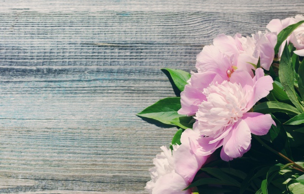 Букет розовых весенних пионов на деревянной поверхности 