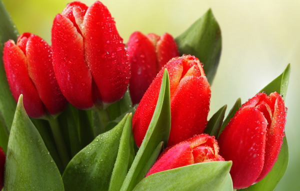 Букет красных тюльпанов в каплях росы 