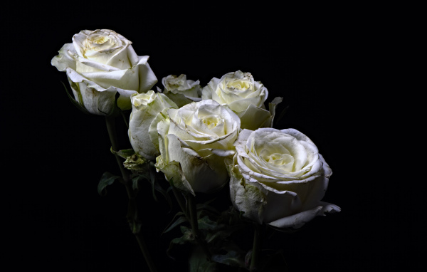Букет белых роз на черном фоне