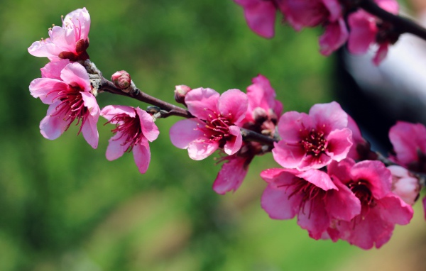 Ветка с красивыми розовыми цветами крупным планом