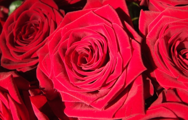 Яркие алые бутоны роз крупным планом