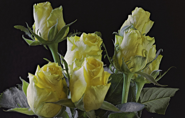 Бутоны желтой розы на черном фоне крупным планом