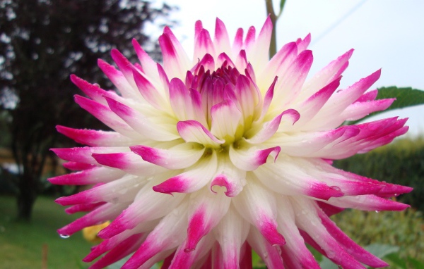 Цветок георгин с розово-белыми лепестками крупным планом