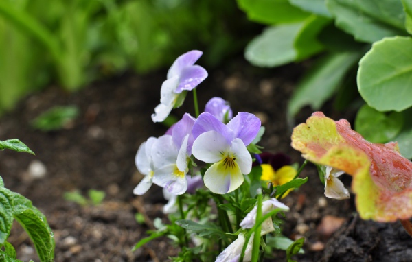 Нежный сиреневый цветок анютины глазки 