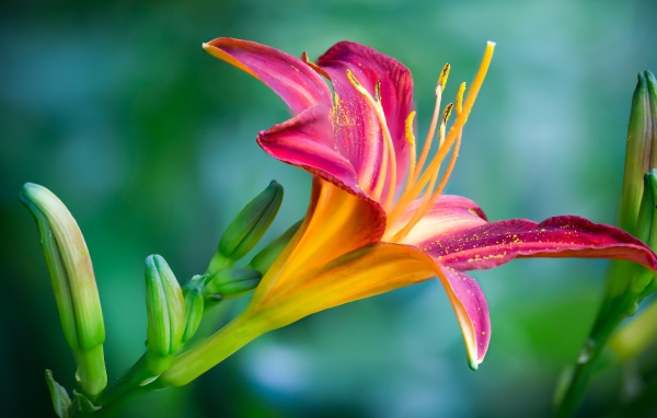 Нежная розовая лилия с бутонами на зеленом фоне крупным планом