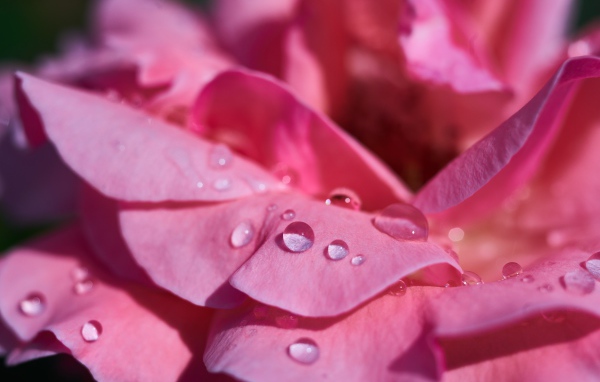 Нежные розовые лепестки розы в каплях росы