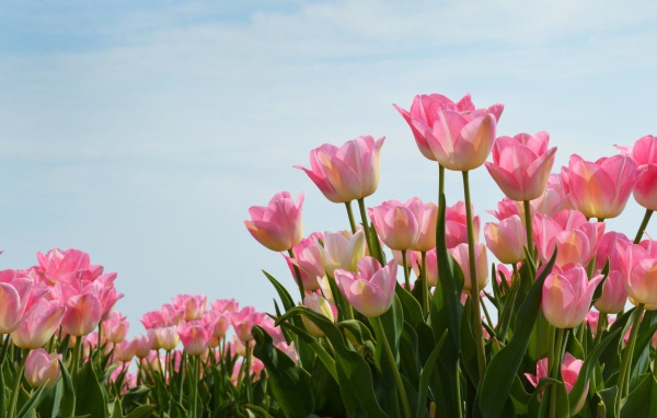 Нежные розовые тюльпаны на фоне голубого неба