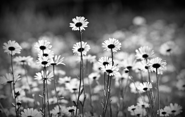 Нежные белые ромашки черно белое фото 