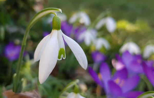 Нежный белый подснежник крупным планом 