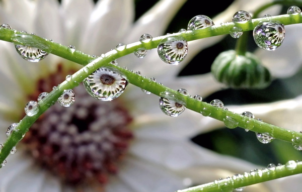 Капли на зеленых стеблях цветка