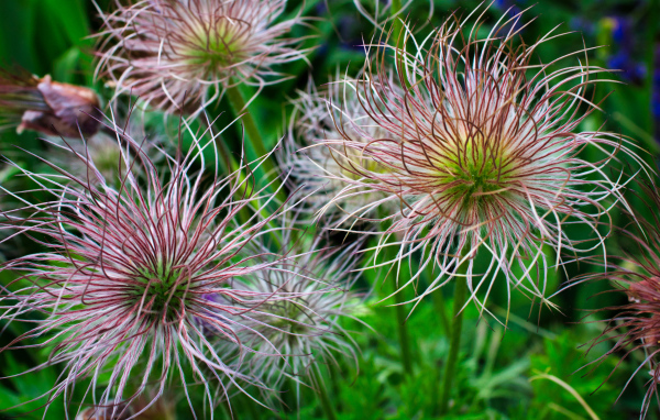 Необычные цветы на клумбе