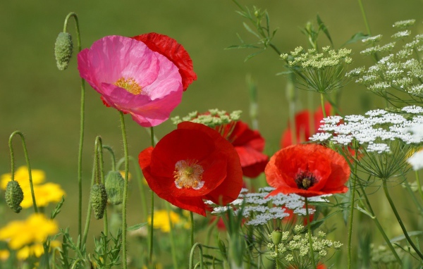 Полевые маки и кашка в поле