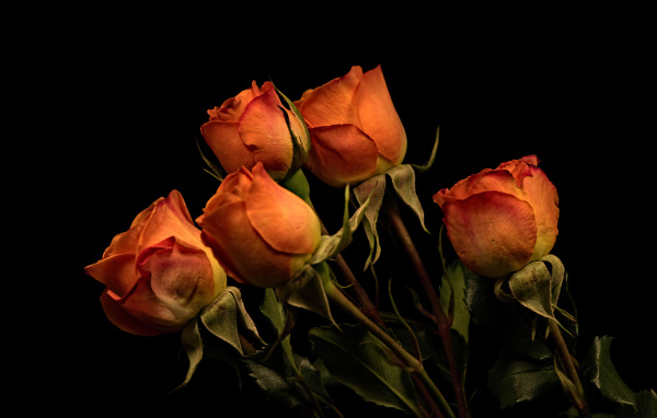 Пять оранжевых роз на черном фоне