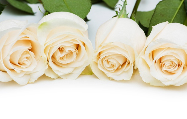 Четыре нежные белые розы на белом фоне