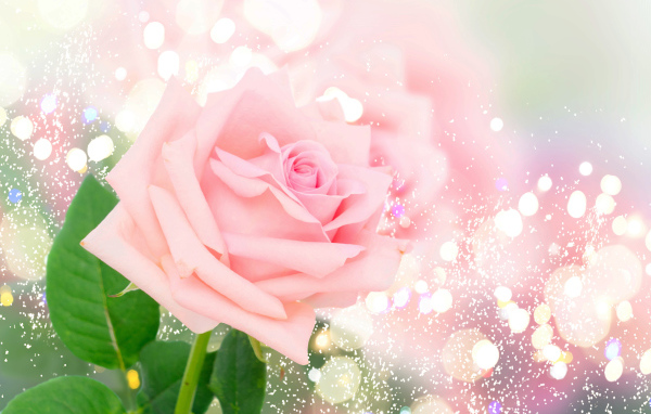 Ароматная розовая роза на ярком фоне с бликами