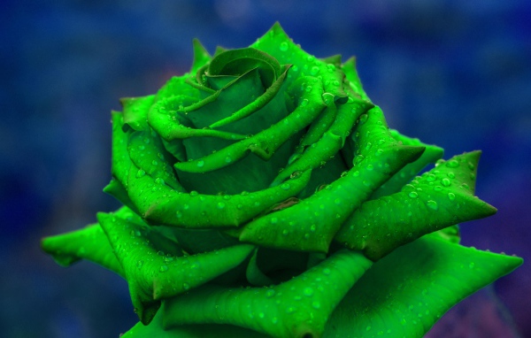 Зеленая роза  в каплях росы крупным планом