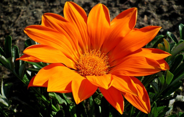 Большая оранжевая газания на клумбе