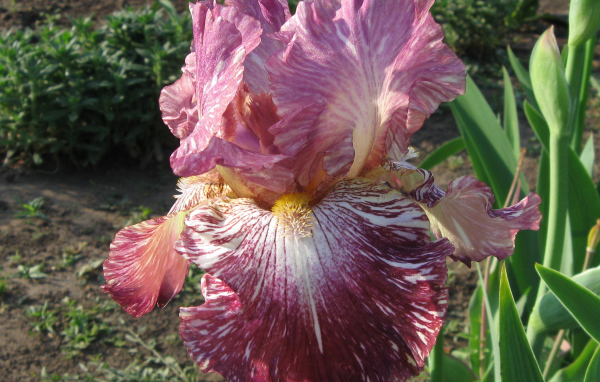 Сиреневый цветок ириса крупным планом