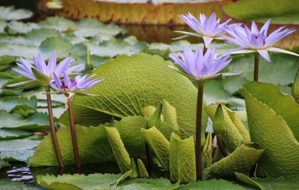Сиреневые цветы лотоса в воде с большими зелеными листьями 