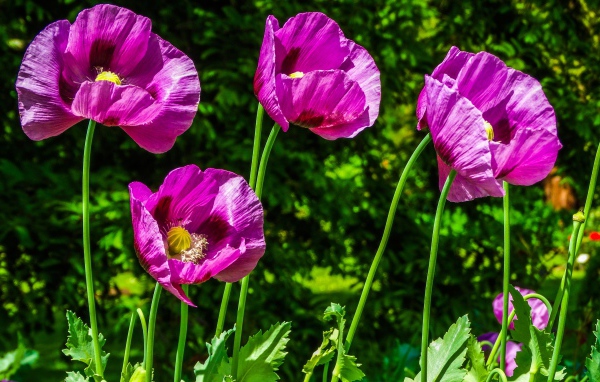 Сиреневые маки на поле в лучах солнца летом