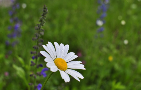 Маленькая белая ромашка с каплями росы на лепестках